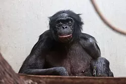 Viele Tiere werden im Zoo deutlich &auml;lter als im Mittel in der Wildbahn. - &copy; Claudia Philipp/Zoo Wuppertal/dpa