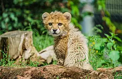 Junge Tiere gibt es in Zoos anteilig immer seltener. - &copy; Andreas Arnold/dpa