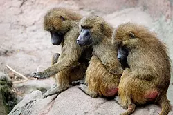 Die T&ouml;tung einiger Paviane im Tiergarten N&uuml;rnberg sorgte f&uuml;r viel Aufsehen. - &copy; Daniel Karmann/dpa