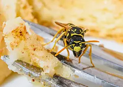 Wer Wespen auf seinem Brot oder Kuchen entdeckt, der sollte am besten die Ruhe bewahren - und nicht nach ihnen pusten oder schlagen. (Symbolbild) - &copy; Patrick Pleul/dpa