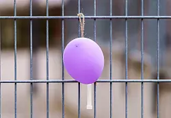 Luftballons sind in der Hoffnung aufgehängt worden, ihr Anblick könnte Pawlos aus einem Versteck locken. - © Andreas Arnold/dpa