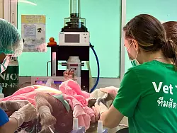 Ob Tiger, Nashornvögel oder wie hier ein Bärenmakak - die Palette der exotischen Patienten kennt keine Grenzen. - © Carola Frentzen/dpa