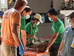 Ein Leopard wird in der Klinik behandelt. - © WFFT/dpa