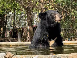 Auch Amputationen verletzter Körperteile gehören zum Alltag der Wildtierklinik - wie bei diesem Sonnenbären. - © Carola Frentzen/dpa
