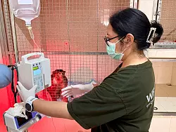 Die WFFT-Veterinärin Dr. Kwan checkt die Vitalwerte eines verletzten Affen - das gehört zu ihrer täglichen Arbeit. - © Carola Frentzen/dpa