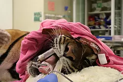 Ein Tiger wird in dem Krankenhaus behandelt. - © WFFT/dpa