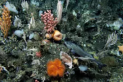 Ozeane sind stark durch den fortschreitenden Klimawandel belastet. - &copy; -/Ocean Discovery League/NOAA/dpa