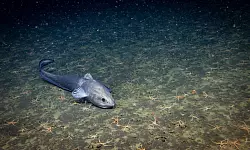 Bislang ist nur ein winziger Teil der Tiefsee erforscht. - &copy; -/Ocean Discovery League/NOAA/dpa