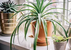 Untersetzer, etwa aus Kork, schützen die Wurzeln im Topf vor arg kalten Fensterbrettern. - © Zacharie Scheurer/dpa-tmn