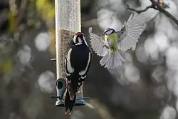 Tipp für Vogelfreunde: Futterspender bieten eine bessere Hygiene als Vogelhäuschen. - © Sebastian Gollnow/dpa/dpa-tmn