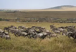 Die allj&auml;hrliche Gnuwanderung von der Serengeti in die Masai Mara ist ein weltber&uuml;hmtes Naturspektakel - &copy; Han Xu/XinHua/dpa