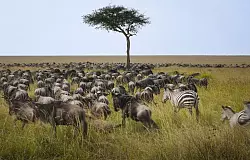 Die allj&auml;hrliche Gnuwanderung von der Serengeti in die Masai Mara ist ein weltber&uuml;hmtes Naturspektakel - &copy; Han Xu/XinHua/dpa