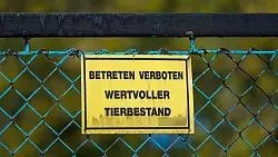 Forderungen nach einem bundesweiten Aufstallungsgebot werden lauter. - © Frank Hammerschmidt/dpa