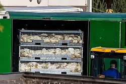 Nach ersten Erhebungen wurden bisher etwa 400.000 Hühner, Enten, Gänse und Puten gekeult und anschließend entsorgt. - © Frank Hammerschmidt/dpa