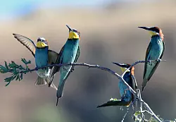 Bienenfresser z&auml;hlen zu den Zugv&ouml;geln. - &copy; Mustafa Kaya/XinHua/dpa