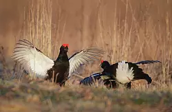 Wer balzende Birkh&uuml;hner fotografieren will, braucht das entsprechende Wissen und eine gute Ausr&uuml;stung. (Archivbild) - &copy; Sergei Grits/AP/dpa