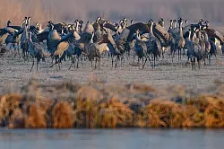 Spezielle F&uuml;hrungen, Sichtschirme und Aussichtst&uuml;rme sollen die St&ouml;rungen f&uuml;r die Tiere im M&uuml;ritz-Nationalpark so gering wie m&ouml;glich halten. (Archivbild) - &copy; Patrick Pleul/dpa