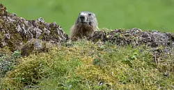 Fotos von Tieren und Pflanzen tragen auch zur Wertsch&auml;tzung der Natur bei. (Archivbild) - &copy; picture alliance / dpa