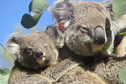 Koala Ember mit ihrem Jungen auf dem R&uuml;cken auf einem Baum. Die gewaltigen Buschfeuer in Australien vor vier Jahren h&auml;tte das Koala-Weibchen Ember fast nicht &uuml;berlebt. - &copy; Roslyn Irwin/IFAW/dpa