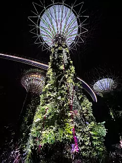 Herzst&uuml;ck der Parkanlage Gardens by the Bay sind sogenannte Supertrees. An den futuristischen Metallb&auml;umen wachsen Zehntausende Pflanzen. - &copy; Carola Frentzen/dpa