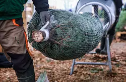 Wer einen Weihnachtsbaum kauft, sollte darauf achten, dass der Anschnitt frisch aussieht. - © Mascha Brichta/dpa-tmn