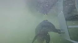 Ein Delfin dr&uuml;ckt w&auml;hrend der Studie einen Knopf. - &copy; Dolphin Research Center, Florida, USA/dpa