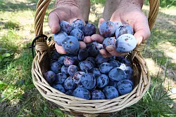 Auch die Pflaumen- und Zwetschgenernte dürfte besser ausfallen (Archivbild) - © Uli Deck/dpa