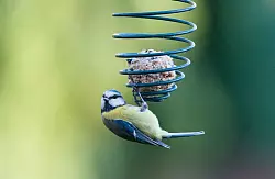 Meisenkn&ouml;del sind eine gute Futterquelle im Garten - solange sie ohne Plastiknetz auskommen. - &copy; Uwe Anspach/dpa/dpa-tmn