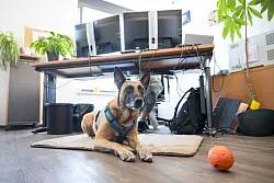 Am Arbeitsplatz braucht der Hund ein ungestörtes Plätzchen zum Ausruhen. - © Oliver Dietze/dpa