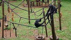 Schimpansen klettern durchs Gehege im Tacugama Chimpanzee Sanctuary. - © Julian Hilgers/dpa-tmn