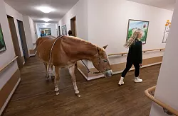 Besitzerin Pla&szlig;meier trainiert mit ihrem Pferd f&uuml;r die Besonderheiten im Pflegeheim. - &copy; Boris Roessler/dpa