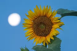 Es ist keine &laquo;gr&uuml;ne Energie&laquo;, die die Nasa auf dem Mond sch&ouml;pfen will. (Archivbild) - &copy; Thomas Warnack/dpa