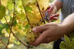 Die Weinbranche reagiert mit sinken Preisen auf die schwächere Nachfrage. (Archivbild) - © Thomas Frey/dpa/dpa-mag