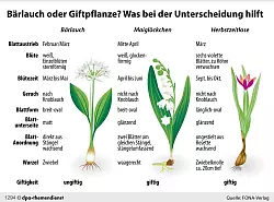Die Unterscheidungsmerkmale von Bärlauch, Maiglöckchen und Herbstzeitlosen auf einen Blick. - © dpa-infografik GmbH/dpa-tmn