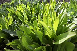 Die Blätter der Herbstzeitlosen können am ehesten mit denen des Bärlauchs verwechselt werden. - © Lukas Barth-Tuttas/dpa/dpa-tmn