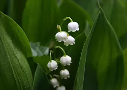 Die Blätter des Maiglöckchens ähneln denen des Bärlauchs. Allerdings bevorzugen Maiglöckchen sonnigere Standorte als Bärlauch. - © Andrea Warnecke/dpa-tmn