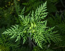 Die Pflanze stammt aus Nordamerika und breitet sich in Deutschland immer mehr aus. (Archivbild) - © Patrick Pleul/dpa-Zentralbild/dpa