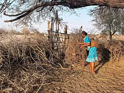 Landwirtin Rebecca Gatshele versucht, ihr Feld mit einem Zaun aus Baumstämmen und Ästen zu schützen, um Elefanten davon abzuhalten, ihre Ernte zu fressen. - © Kristin Palitza/dpa