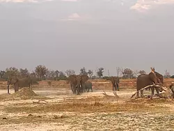 Botsuana im südlichen Afrika hat geschätzt 130.000 wilden Elefanten. - © Kristin Palitza/dpa