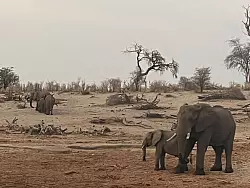 Elefanten im Makgadikgadi Pans Nationalpark in Botsuana. - © Kristin Palitza/dpa