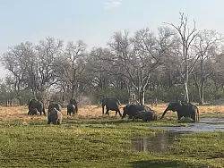 Eine Herde Elefanten im berühmten Okavango-Delta von Botsuana - © Kristin Palitza/dpa