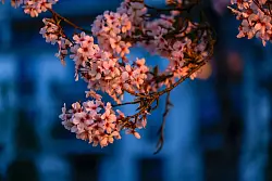 Bereits Ende M&auml;rz sind die Bl&uuml;ten in einigen Stra&szlig;en zu sehen. - &copy; Thomas Banneyer/dpa