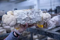 Als Kultur- und Heilpilz gewinne der Pilz zunehmend an Bedeutung und Bekanntheit, hie&szlig; es. - &copy; Jens B&uuml;ttner/dpa