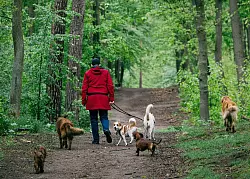 Vorsicht unter Eichen: In Parks, Wäldern und Alleen können Raupen zur unsichtbaren Gefahr für Vierbeiner werden. - © Zacharie Scheurer/dpa-tmn