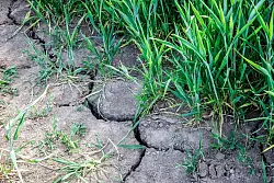Schon seit Monaten f&auml;llt im langj&auml;hrigen Vergleich sehr wenig Regen. - &copy; Sina Schuldt/dpa