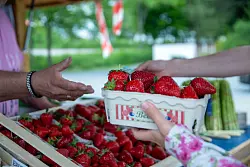 Rund 3,3 Kilo Erdbeeren essen die Menschen in Deutschland durchschnittlich im Jahr. (Archivbild) - &copy; Pia Bayer/dpa