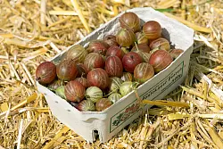 Schlusslicht in der Beliebtheitsliste: die Stachelbeere. (Archivbild) - &copy; picture alliance / ZB