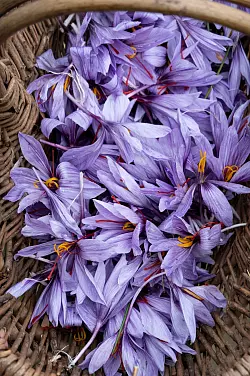 Safranblüten liegen in einem Körbchen. Jede hat lange rote Fäden. Für einen Tee etwa braucht es 3 Fäden, für eine Suppe etwa 10 bis 15. - © Andreas Drouve/dpa-tmn