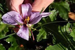 Die federleichten roten Griffelfäden sind das Wertvolle am Safran. Daher hat er seinen Namen: Rotes Gold - © Andreas Drouve/dpa-tmn