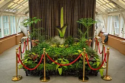 Die Bl&uuml;te der Titanwurz hat in Sydneys Botanischem Garten einen Hype entfacht. - &copy; George Chan/SOPA Images via ZUMA Press Wire/dpa